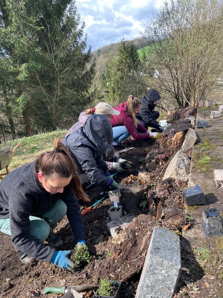 Bepflanzung sonniges Staudenbeet