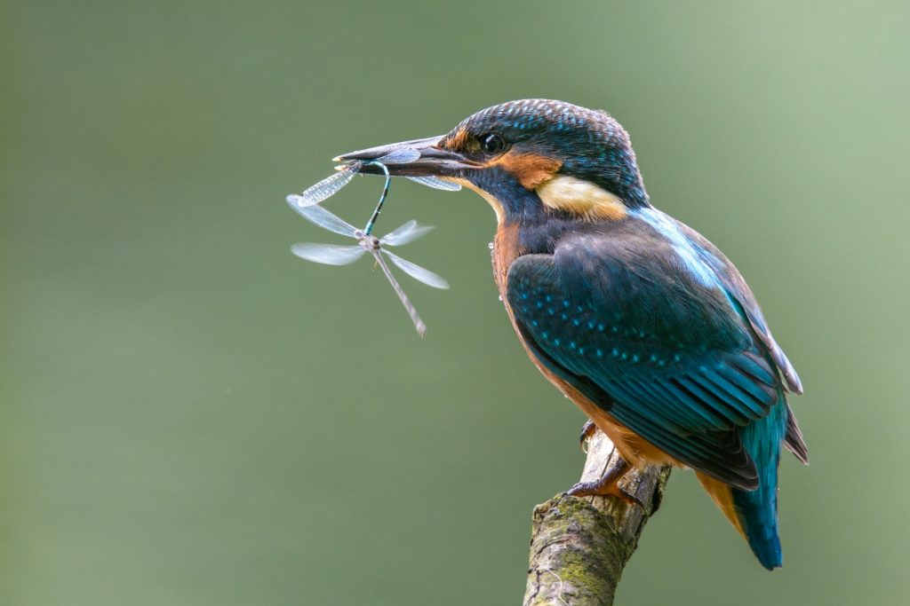 Eisvogel mit Libelle (Foto: Reiner Jacobs)