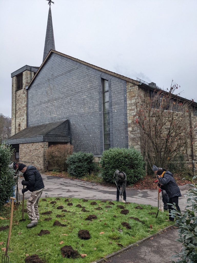 BiCK Krokus-Pflanzung