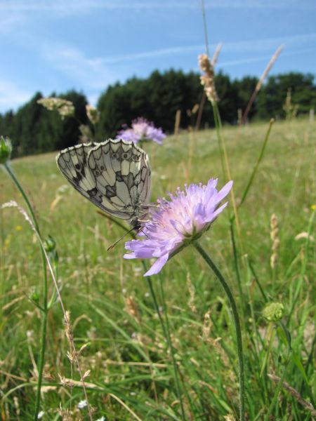 Schachbrettfalter auf Witwenblume