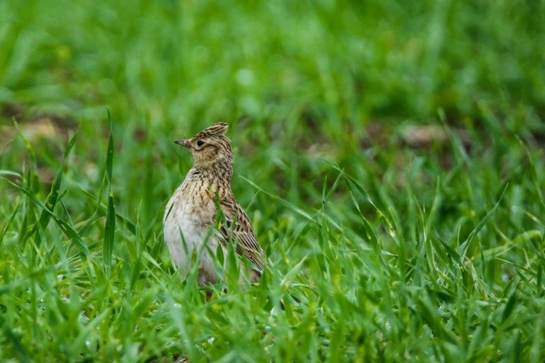 Feldlerche mit aufgestellter Haube