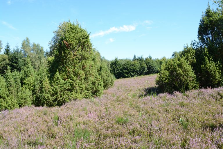 Wacholderheide Branscheid