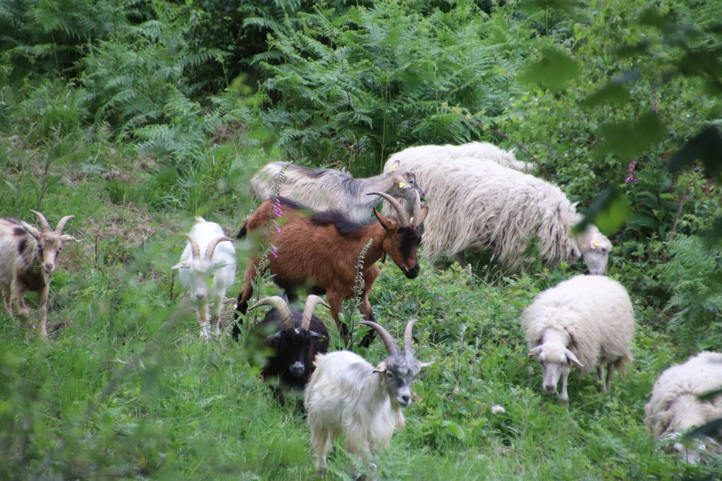 Moorschnucken und Ziegen