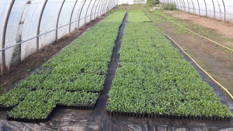 Vorgezogene Pflanzen für die Pflanzung