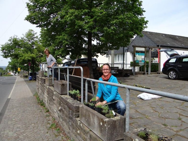 Pflanzaktion Marialinden