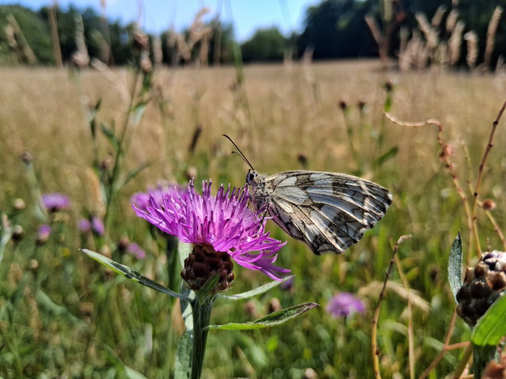 Centraura jacea (Melanargia galathea)