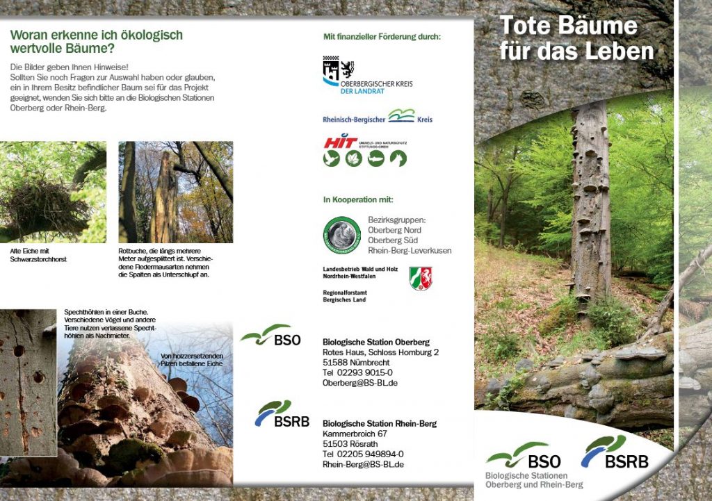 Flyer Tote Bäume für das Leben