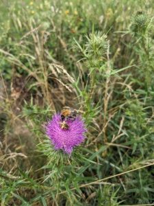 Gewöhnliche Kratzdistel (Cirsium vulgare)
