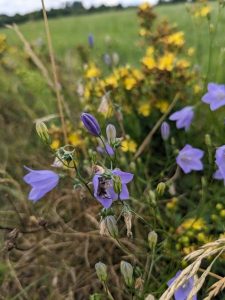 Glockenblumen-Sägehornbiene (Melitta haemorrhoidalis)