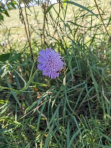 Wiesen-Witwenblume (Knautia arvensis)