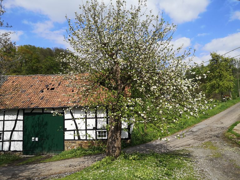 Obstbaum vor Scheune