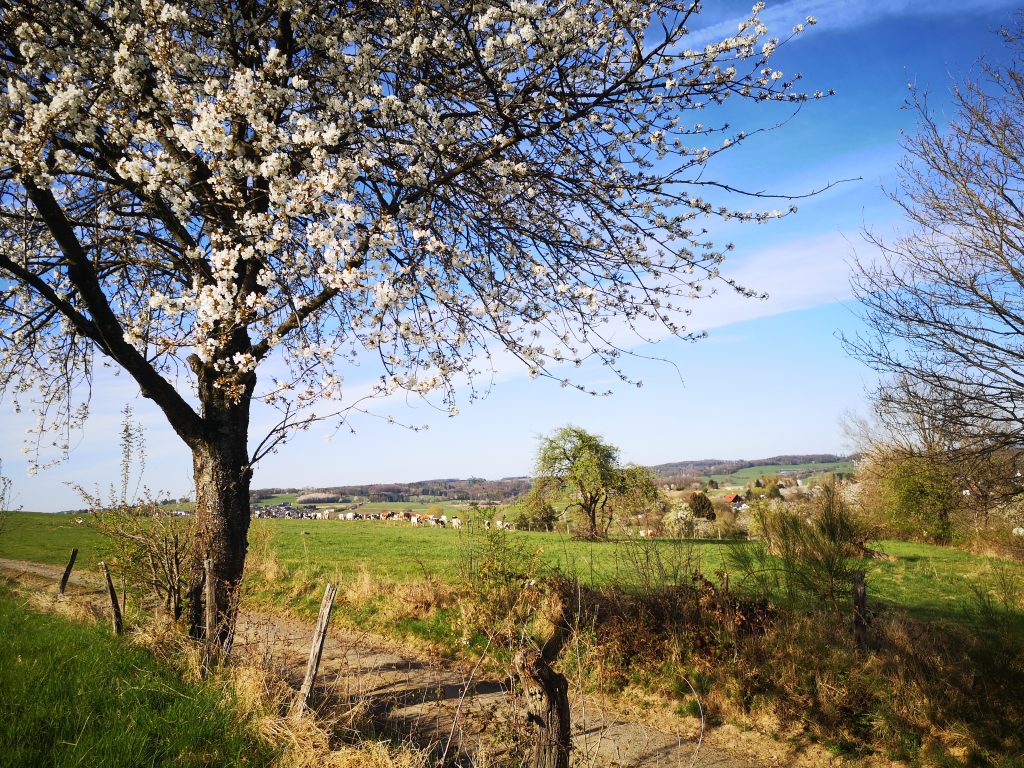 Obstbaum am Wegesrand