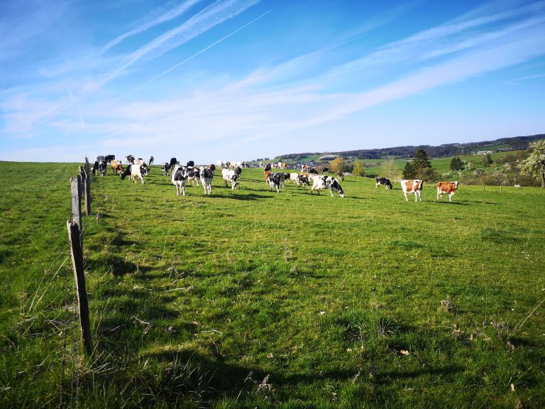 Milchkühe auf einer Weide