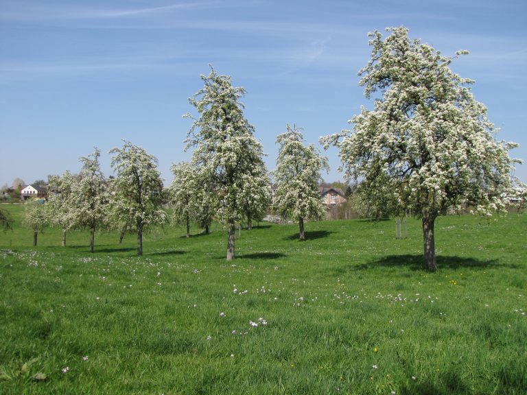 Obstwiese