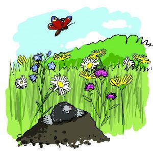 Zeichnung Blumenwiese