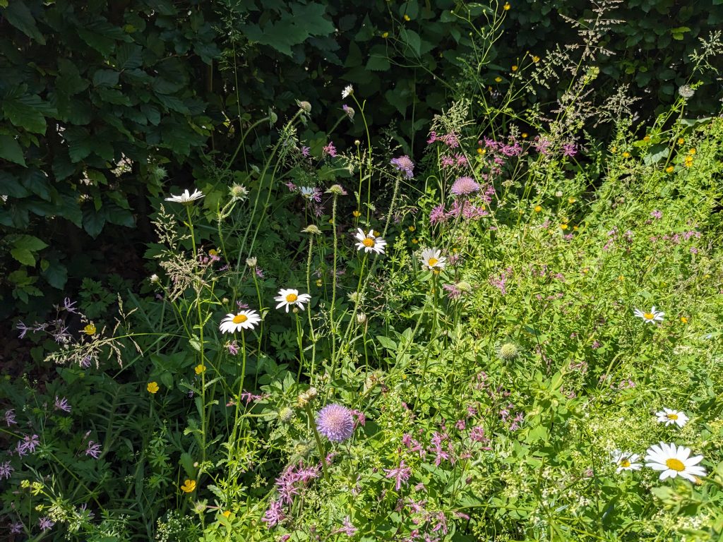 Bergisches Blütenmee(h)r