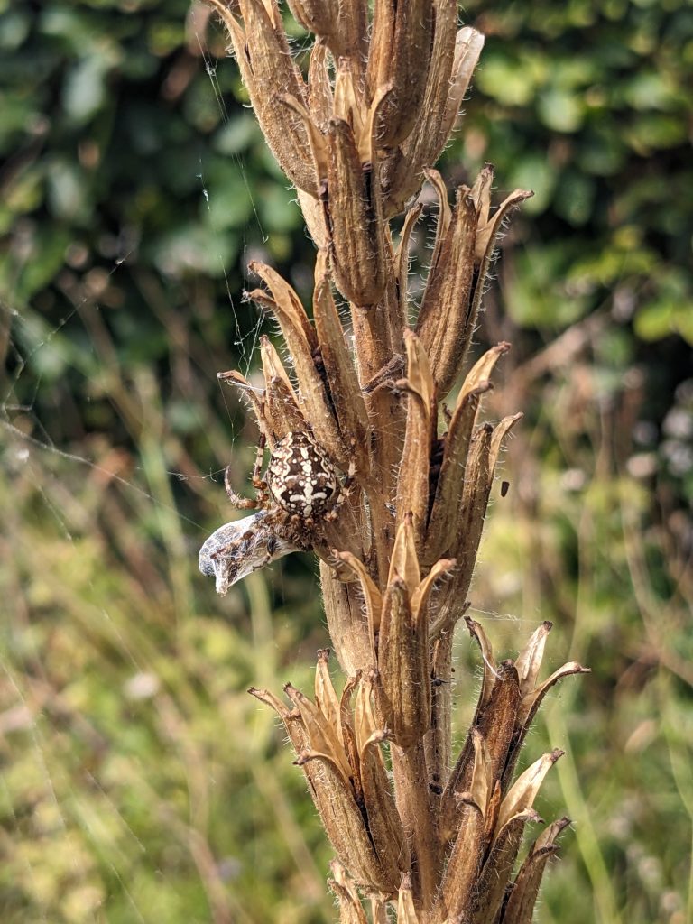 Gartenkreuzspinne an Nachtkerze