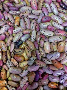 Farbenvielfalt von Feuerbohnen