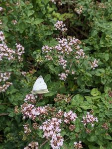 Kleiner Kohlweißling