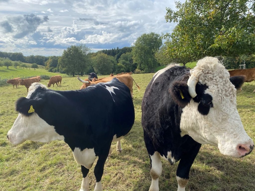 Per du mit der Kuh (Foto: Christine Wosnitza)