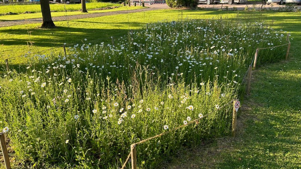 St. Engelbert - Blumenwiese statt Rasen