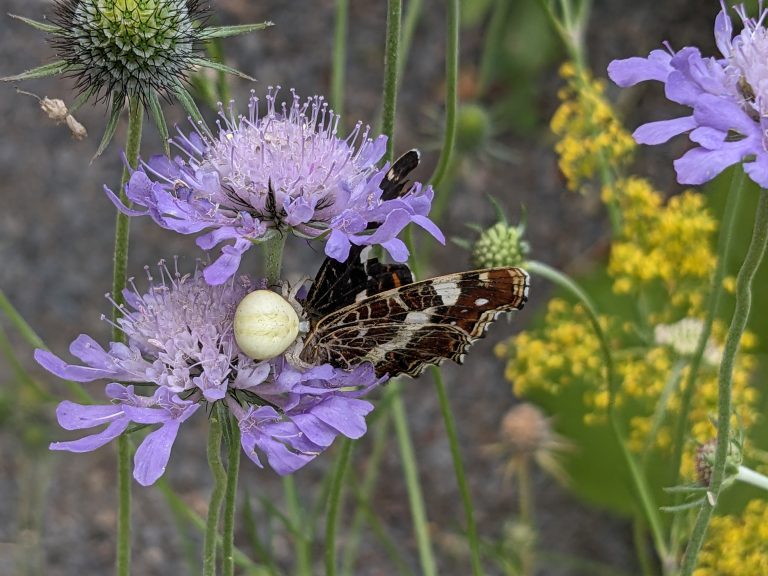 Veränderliche Krabbenspinne erbeutet Landkärtchen auf Tauben-Skabiose