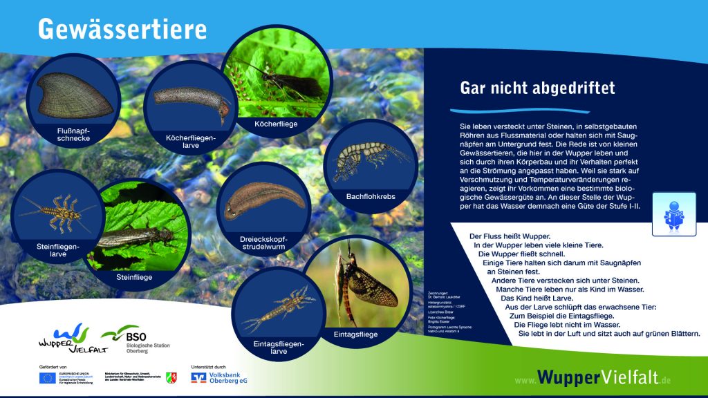 WupperViefalt Tafel Gewässertiere