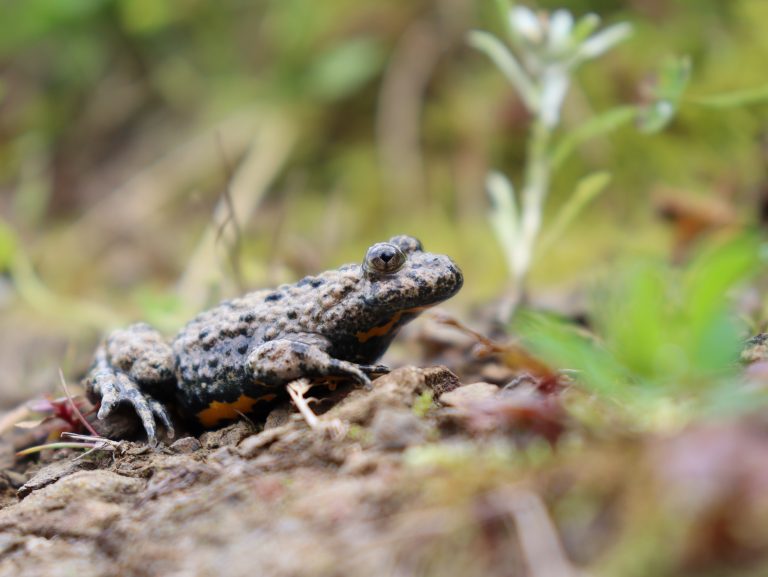 Gelbbauchunke (Foto: Tatjana Gressler)