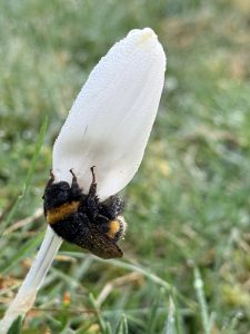 Hummel am Krokus