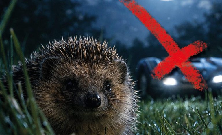 Igel und Mähroboter