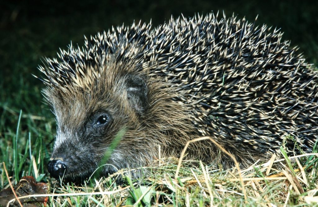 Igel