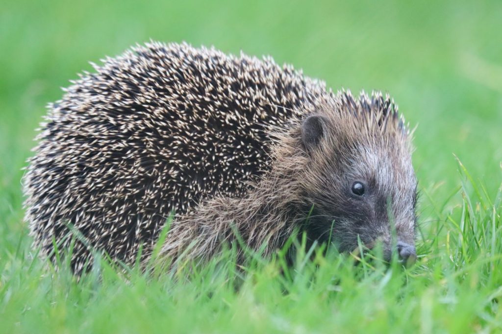 Igel