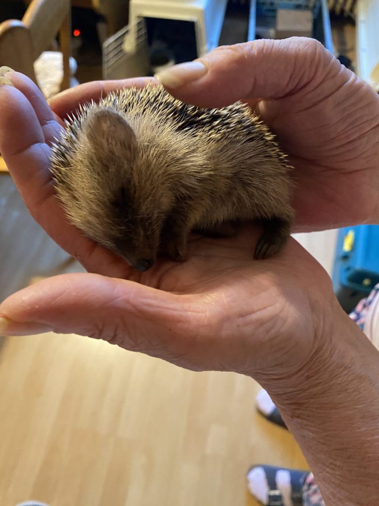 Hilfebedürftiger Igel