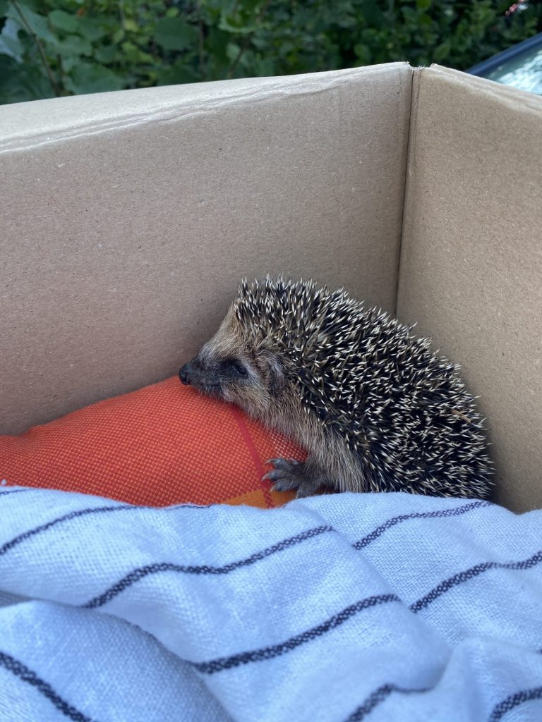 Hilfsbedürftiger Igel