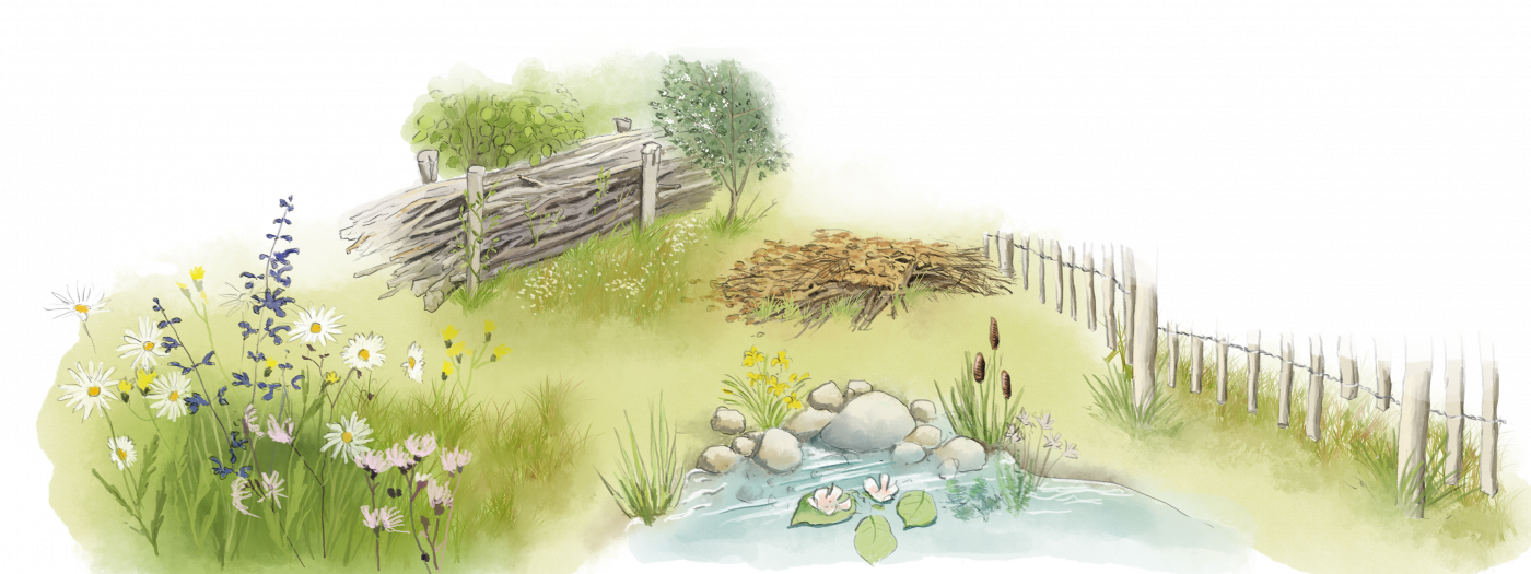 Illustration igelfreundlicher Garten