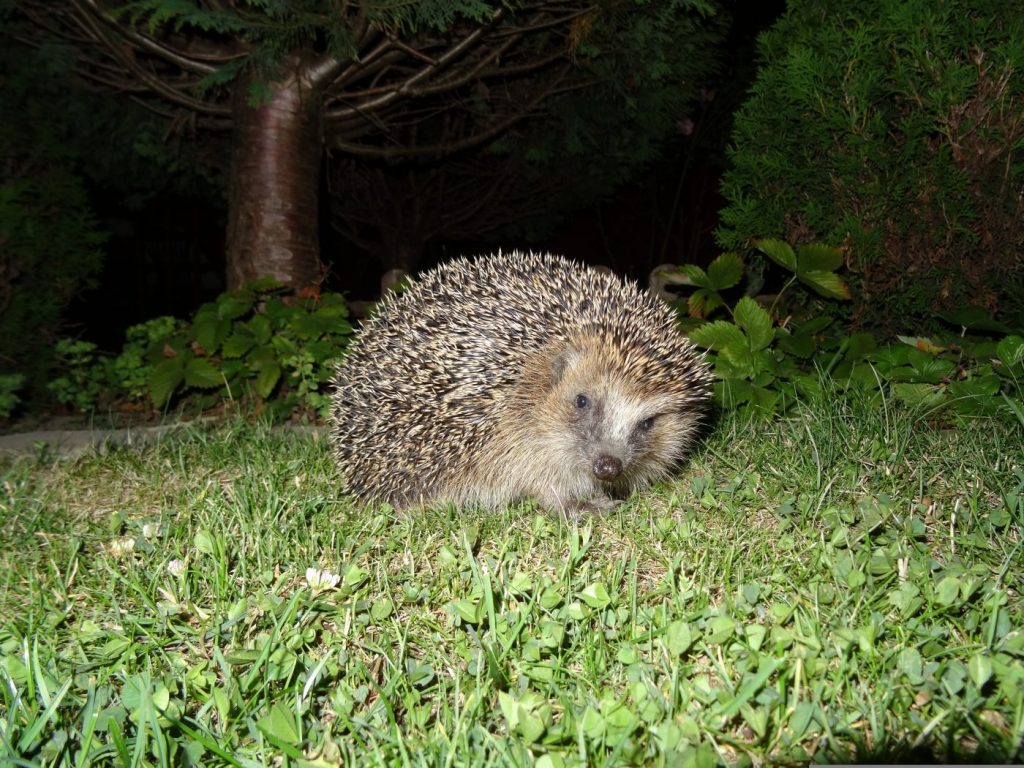 Igel im Licht
