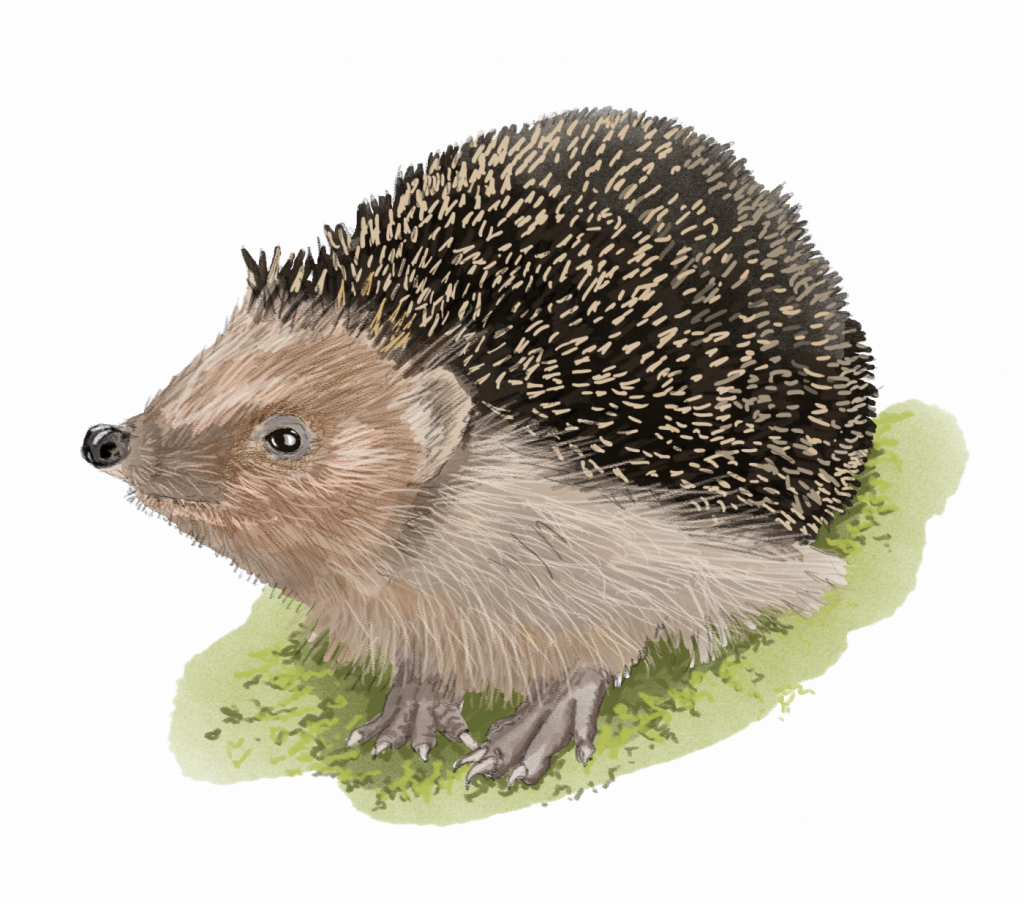 Zeichnung Igel