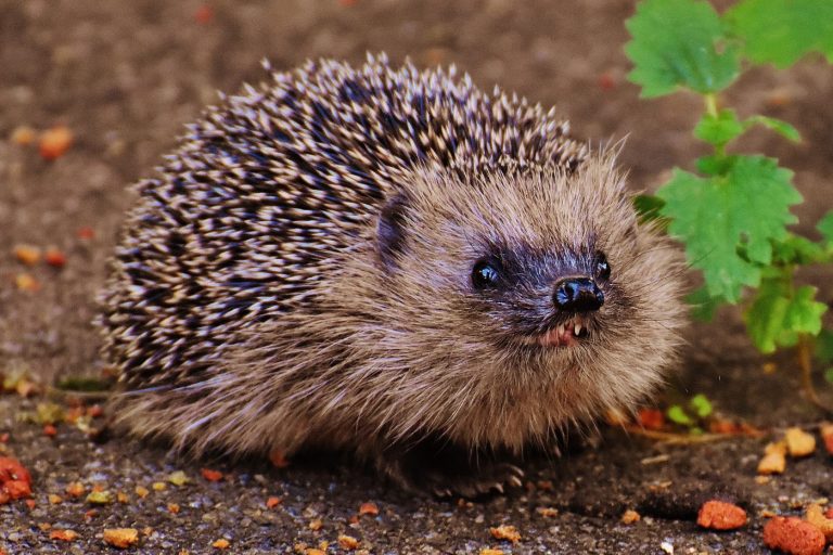 Igel